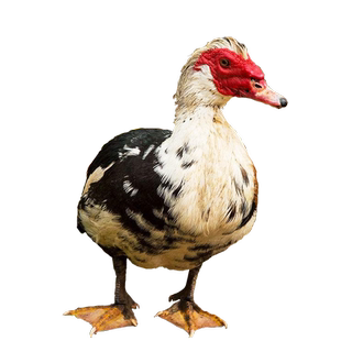 苏北农家散养藤子红脸鸭子大番鸭特大土鸭老鸭鲜活现杀整鸭2-3年