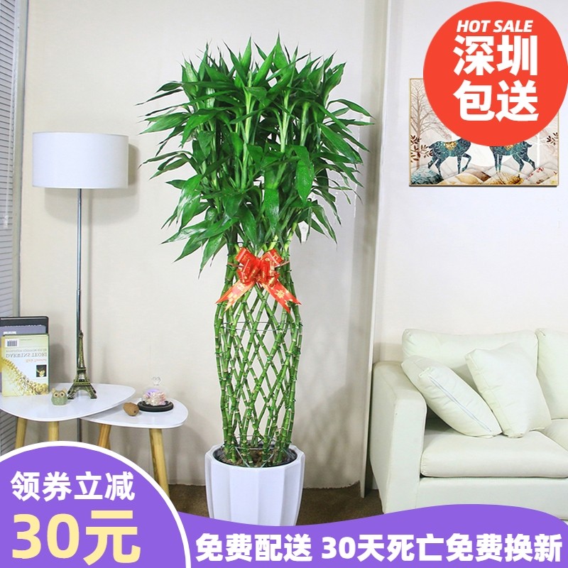 富贵笼开运客厅绿植成品组合盆栽富贵竹观叶植物绿植室内盆栽