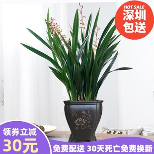 深圳墨兰剑兰君子兰办公室阳台花卉紫砂盆栽绿植开业乔迁兰花绿萝