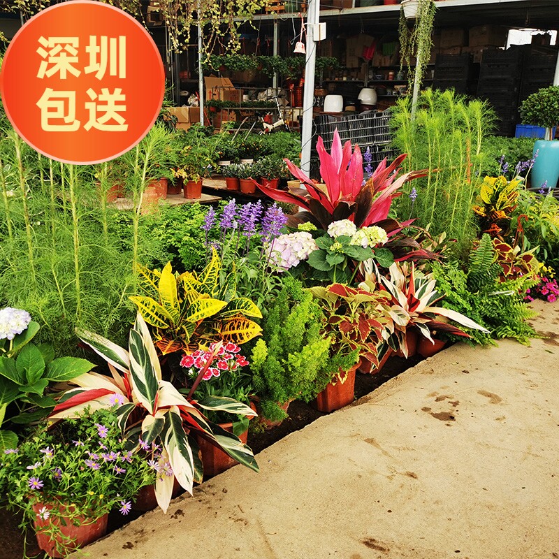 开花植物满天星盆栽龙船花太阳花千日红美人蕉时令草本花卉庭院