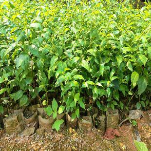 岗梅苗称星树苗天星木苗土甘草百解茶山梅根庭院带土岗梅根苗