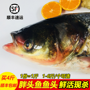 新鲜大鱼头冷冻鲜活原生态超大生态花鲢白鲢大头鱼鳙鱼胖头鱼鱼头
