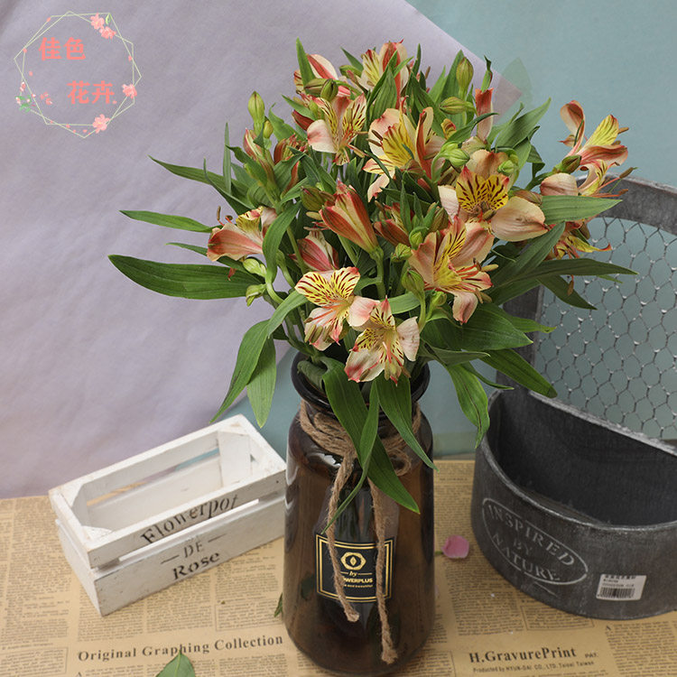 新品水仙百合鲜花办公室家庭生活用直批六出花云南昆明基地直发