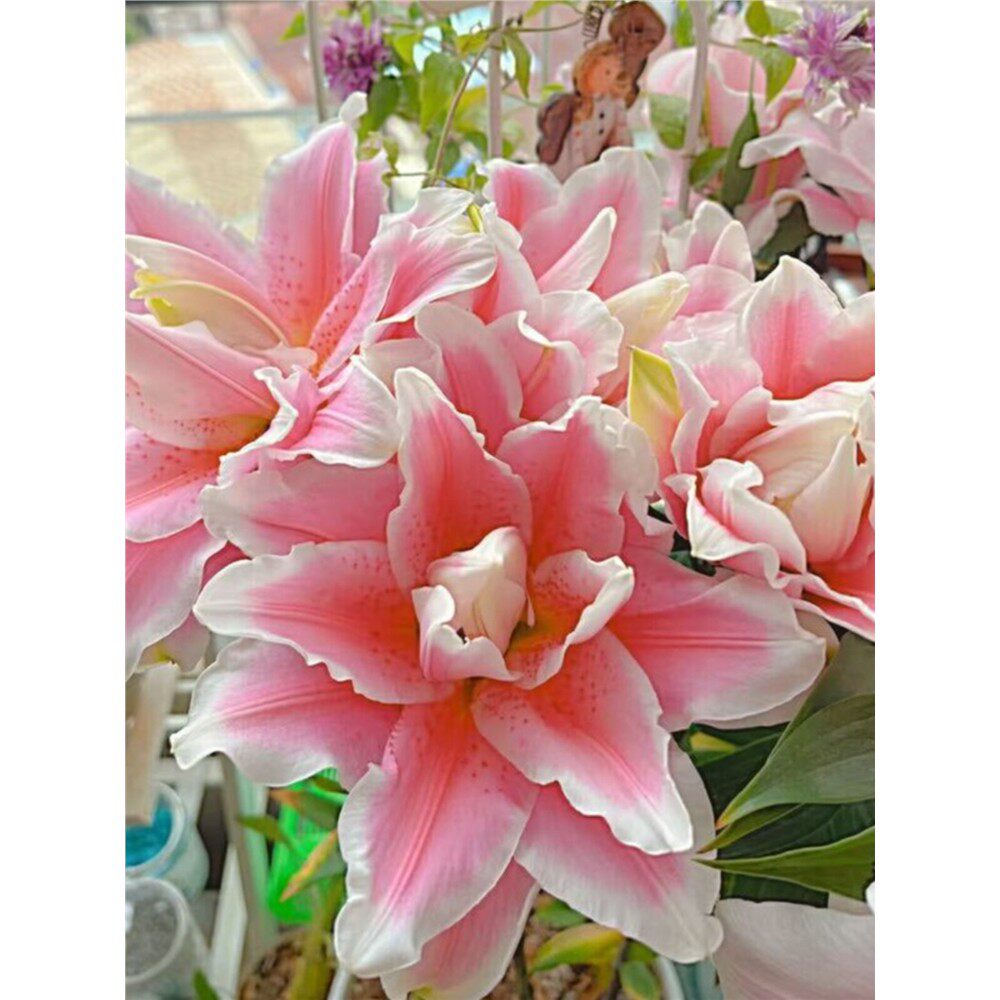 进口重瓣香水百合花种球多年生四季盆栽花卉庭院浓香好养植物花卉