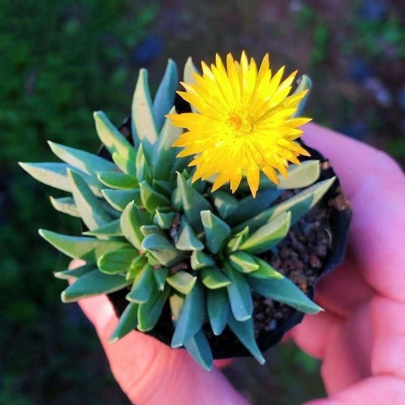 开花多肉黄花照波红花奔龙植物组合开花盆栽办公室桌面绿植