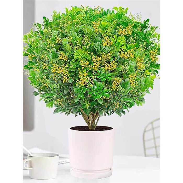 香水米兰花盆栽带花苞老桩浓香型四季花卉室内名贵花卉绿植小树苗