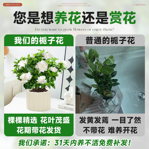 栀子花盆栽绿植物四季办
