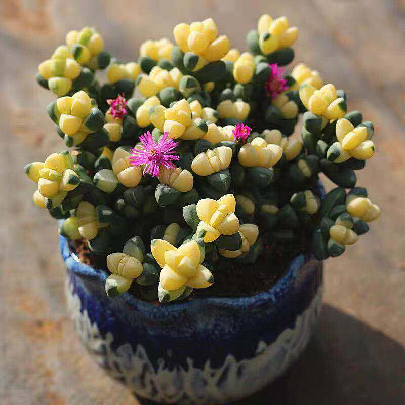 鹿角海棠锦多肉植物可爱萌肉肉桌面阳台绿植花卉盆栽防辐射净化