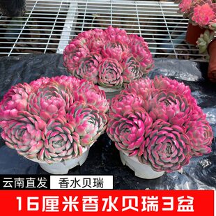 云南超大贝瑞多肉植物粉色大花肉肉植物组合盆栽新手好养