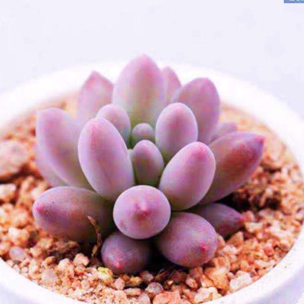 韩版汤圆手指奶酪多肉植物肉肉超萌新手桃蛋花卉糖豆迷你盆栽绿植