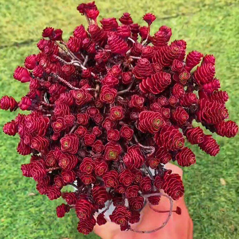 小球玫瑰锦老桩多肉植物花卉稀有品种精品绿植小植物肉肉特价清仓