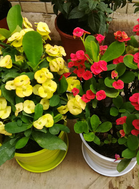 老桩虎刺梅铁海棠花苗红色带花四季阳台庭院盆栽花卉室内客厅植物