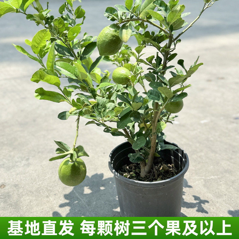 香水柠檬树盆栽带果发货可食用阳台室内客厅大型绿植物四季柠檬树