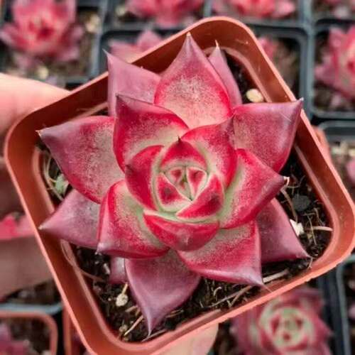 罗卡红颜多肉稀有植物品