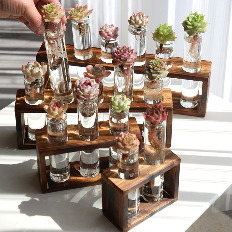 夏季懒人多肉绿植室内好养活精品水培美观可爱招财摆件水培玻璃杯