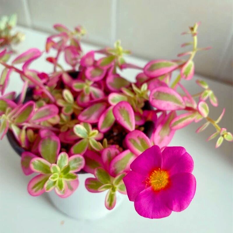 太阳花锦多肉植物 新手推荐马齿苋会开花 室内盆栽绿植花