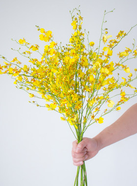 黄色跳舞兰鲜花云南直发橙色真花婚庆水培植物花束文心兰鲜切花