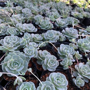 垂盆多肉组合子持莲华多肉植物子持年华肉肉植物 多肉盆栽粉蔓莲