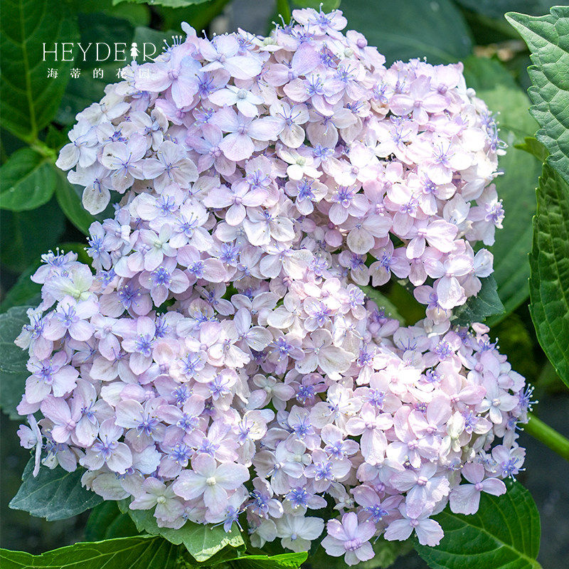 海蒂的花园 有松仙气感精致可调色大花绣球阳台庭院花卉植物盆栽