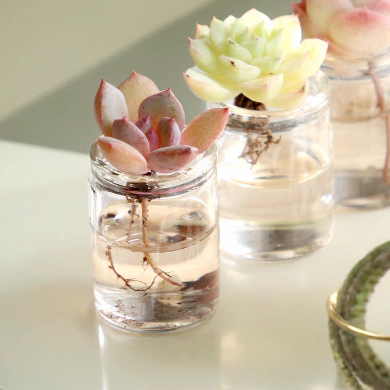 超精品水培多肉植物绿植空气净化送礼品可爱懒人桌面大课花卉盆栽