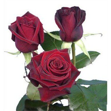 黑红大花月季黑魔术灌木盆栽玫瑰浓香花苗多季开 花庭院阳台盆栽