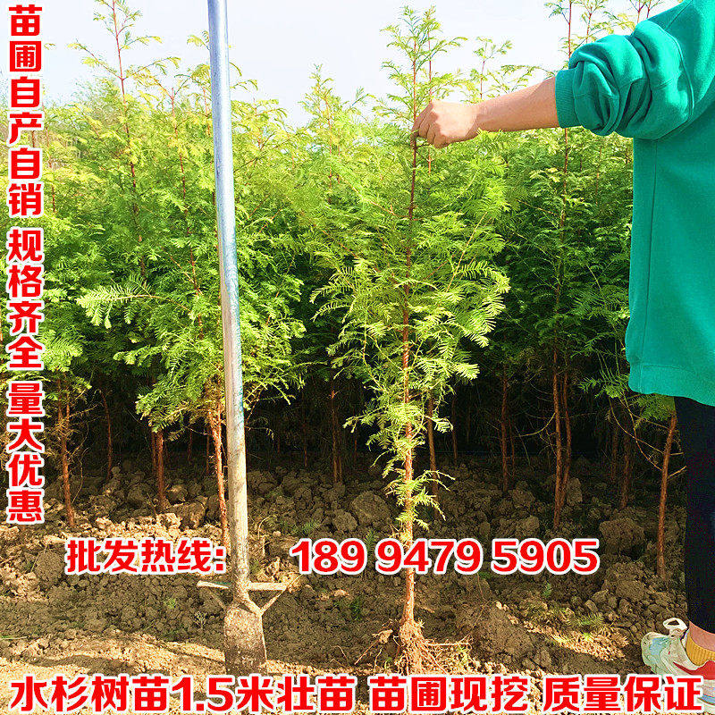 大型杉树苗速生水杉树苗四季常青落羽杉河边庭院道路农田护坡占地