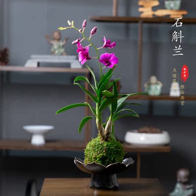 香水石斛兰带花苞室内盆