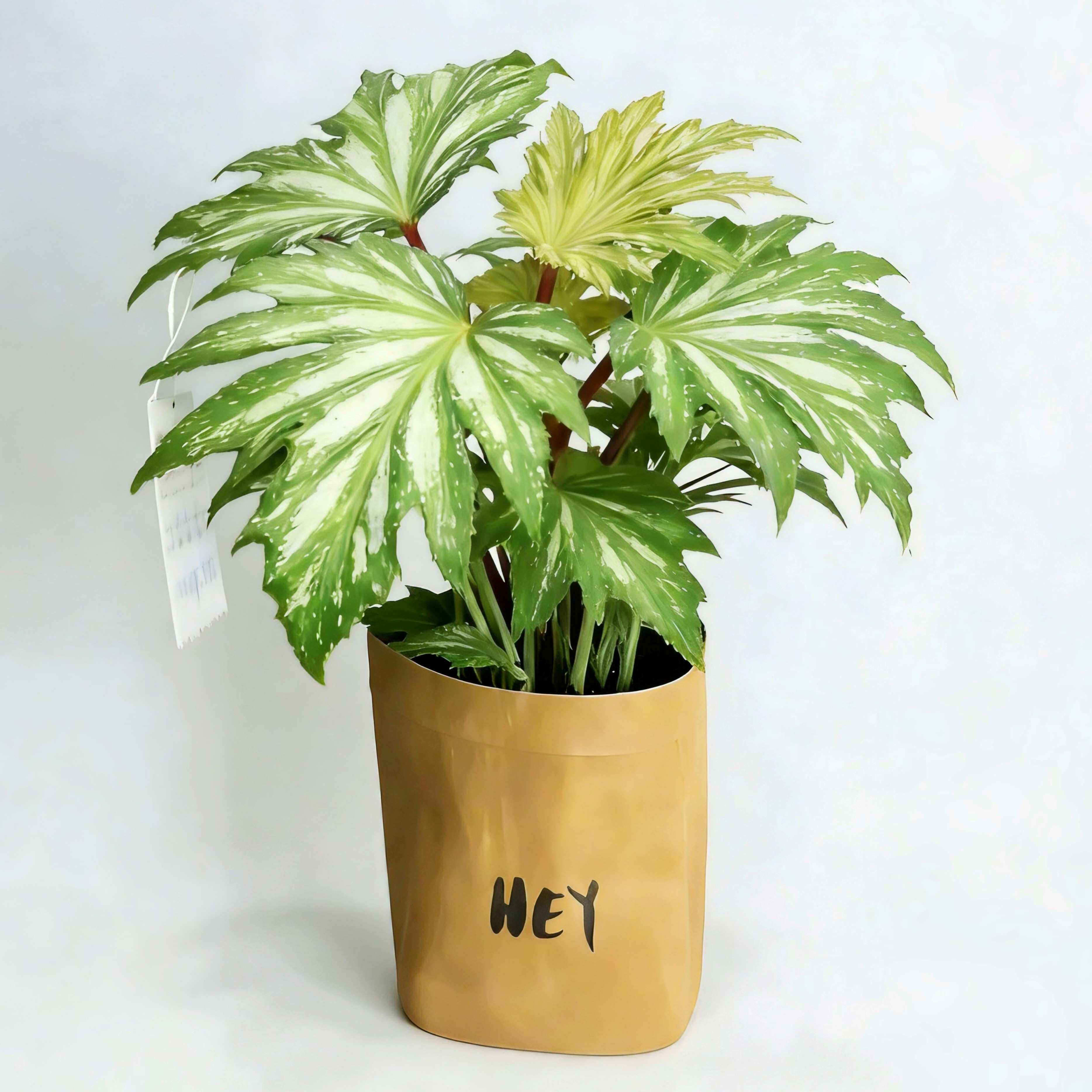 乌头杂秋海棠秋海棠盆栽特价四季绿植桌面办公盆栽好养粉色花朵