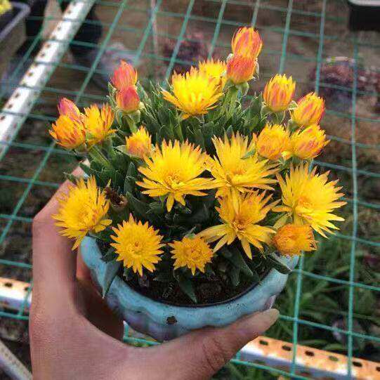 【黄花照波】多肉植物开花神器懒人花卉网红绿植桌面办公室小盆栽