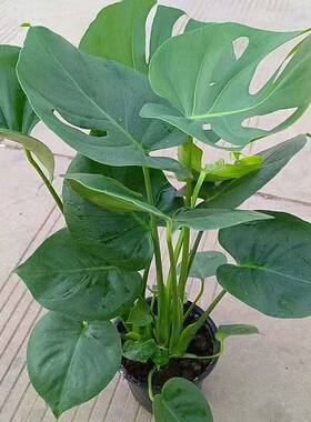 龟背竹大叶开背盆栽室内客厅绿植土培水培四季常青花卉净化空气