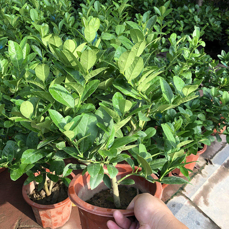 香水柠檬树盆栽大棵老桩可食用柠檬果树苗室内花阳台庭院四季绿植