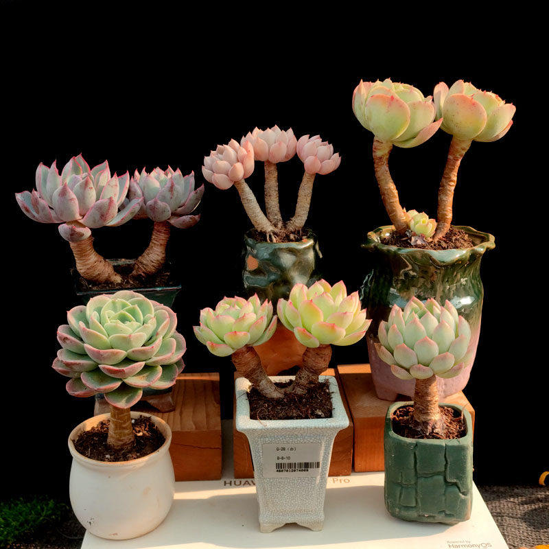 云南控养多年 木质化老桩 粗桩 腿桩 孤品 精品造型意境多肉植物