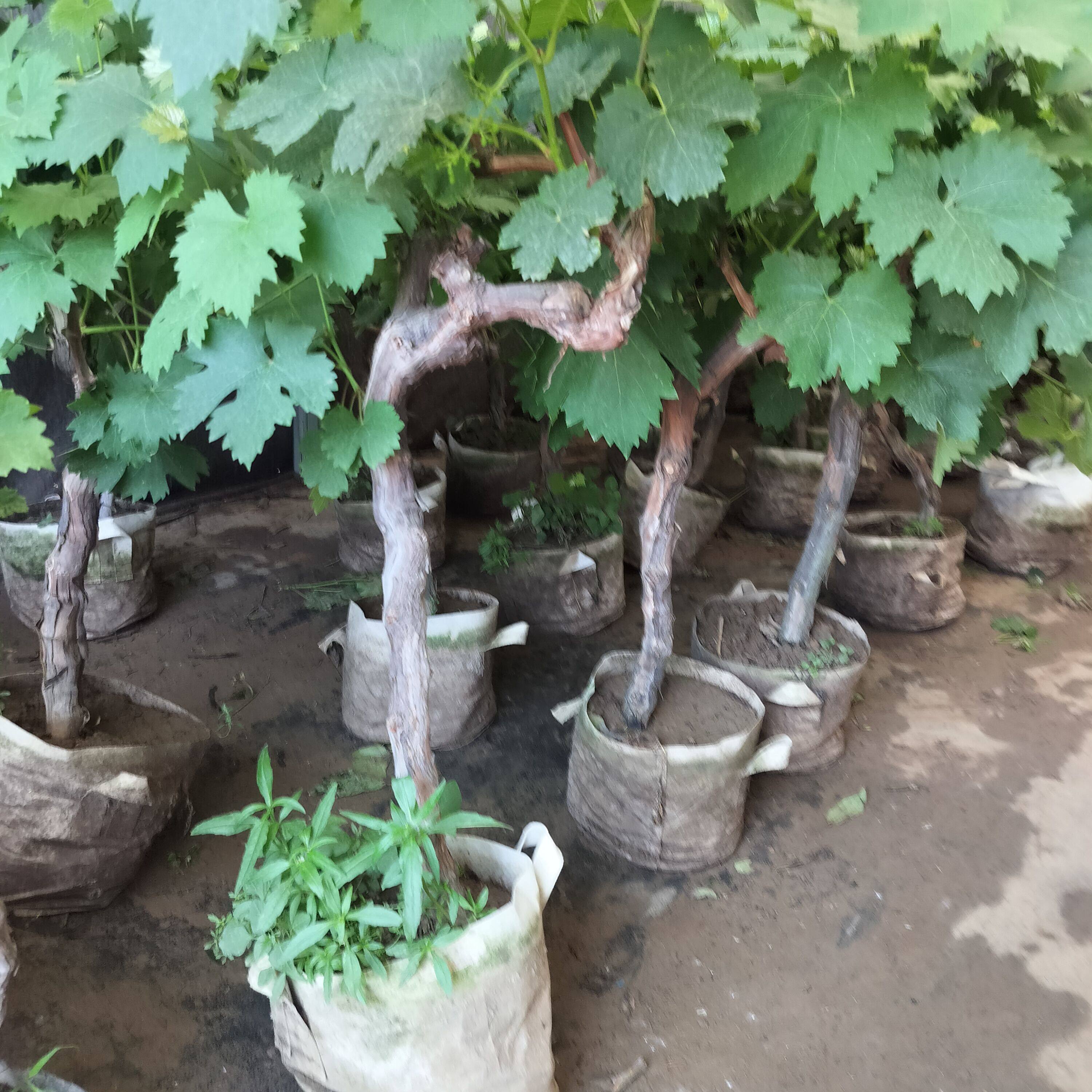 家庭种植巨峰葡萄树苗葡萄树苗老桩葡萄树苗盆栽地栽南北方种植