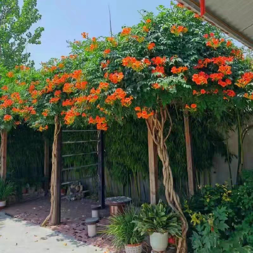 俄罗斯凌霄花凌霄花苗树苗盆栽美国进口品种爬藤攀援绿植庭院别墅