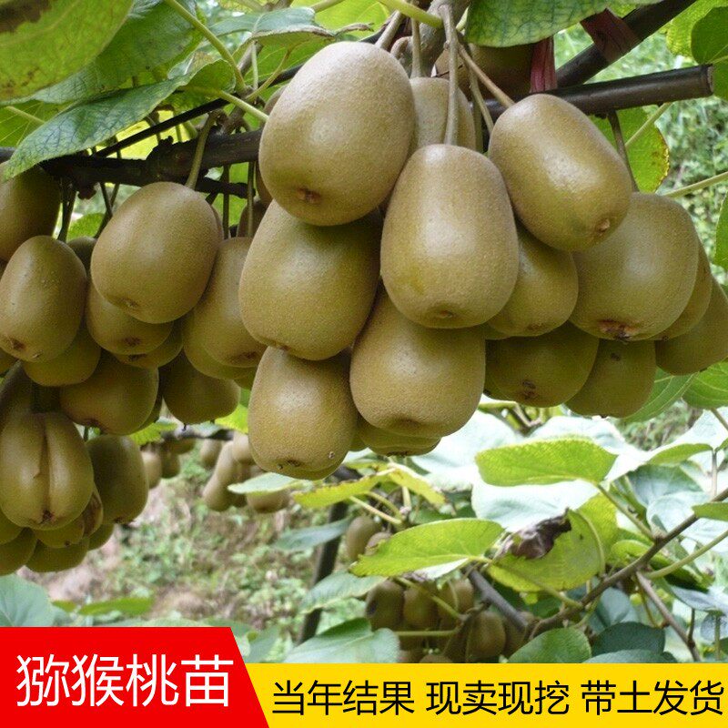 猕猴桃树苗南方北方种植盆栽地栽