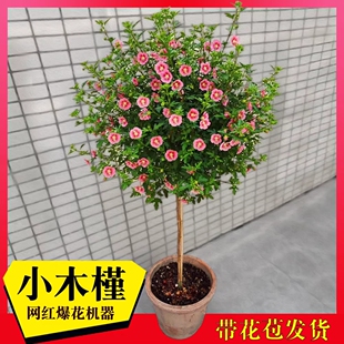 小木槿棒棒糖盆栽花卉绿植室内阳台庭院四季开花耐热植物木槿花