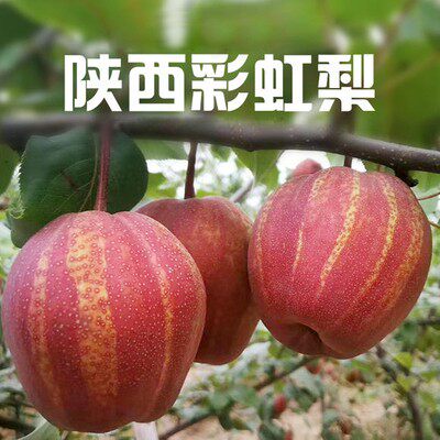 彩虹梨树苗盆栽地栽南方北方种植梨树