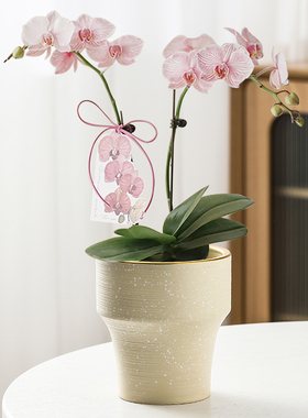 北欧花盆陶瓷高脚艺术家用蝴蝶兰专用兰花小花盆耐用客厅阳台种植