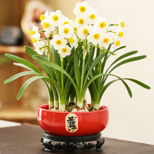 新年红色铜钱草水仙花盆大口径水培绿植家用无孔睡莲碗莲盆带底座