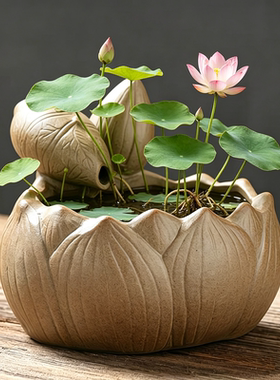 香缘铜钱草水培花盆家用室内水养