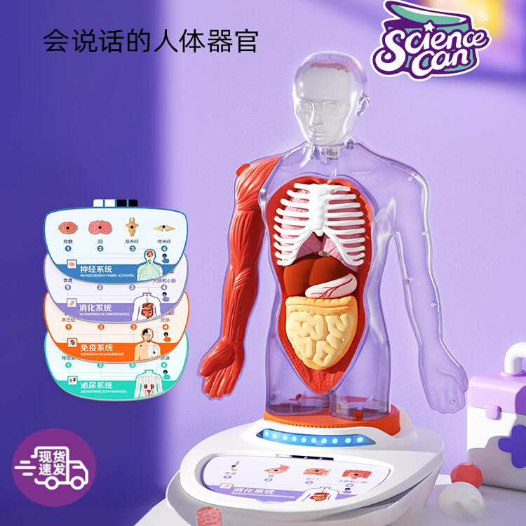 科学罐头人体解剖模型器官可拆卸儿童教学玩具我们的身体语音百科