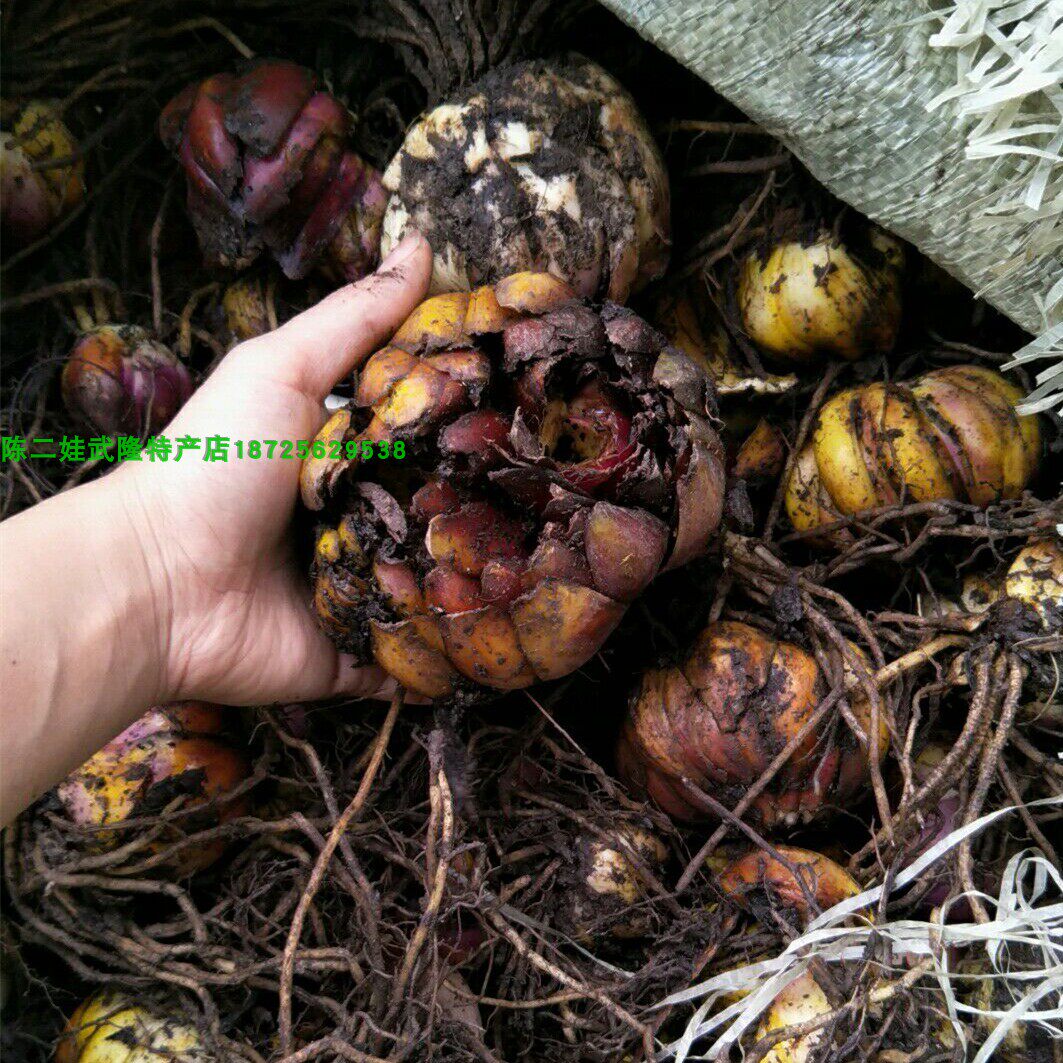 新鲜野生煲汤岷江百合种球 食用药用百合种子 野百合四季盆栽花卉