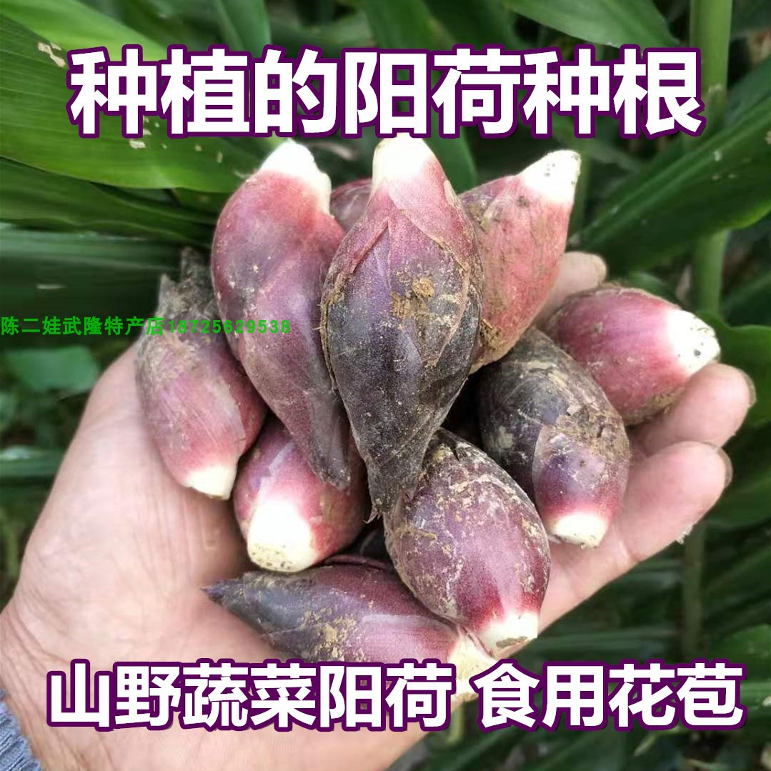 蔬菜种 阳荷笋种子种苗阳藿姜根块阳荷姜洋荷姜莲花姜蘘荷野姜苗