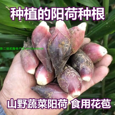 蔬菜阳荷笋种子根块莲花野姜苗