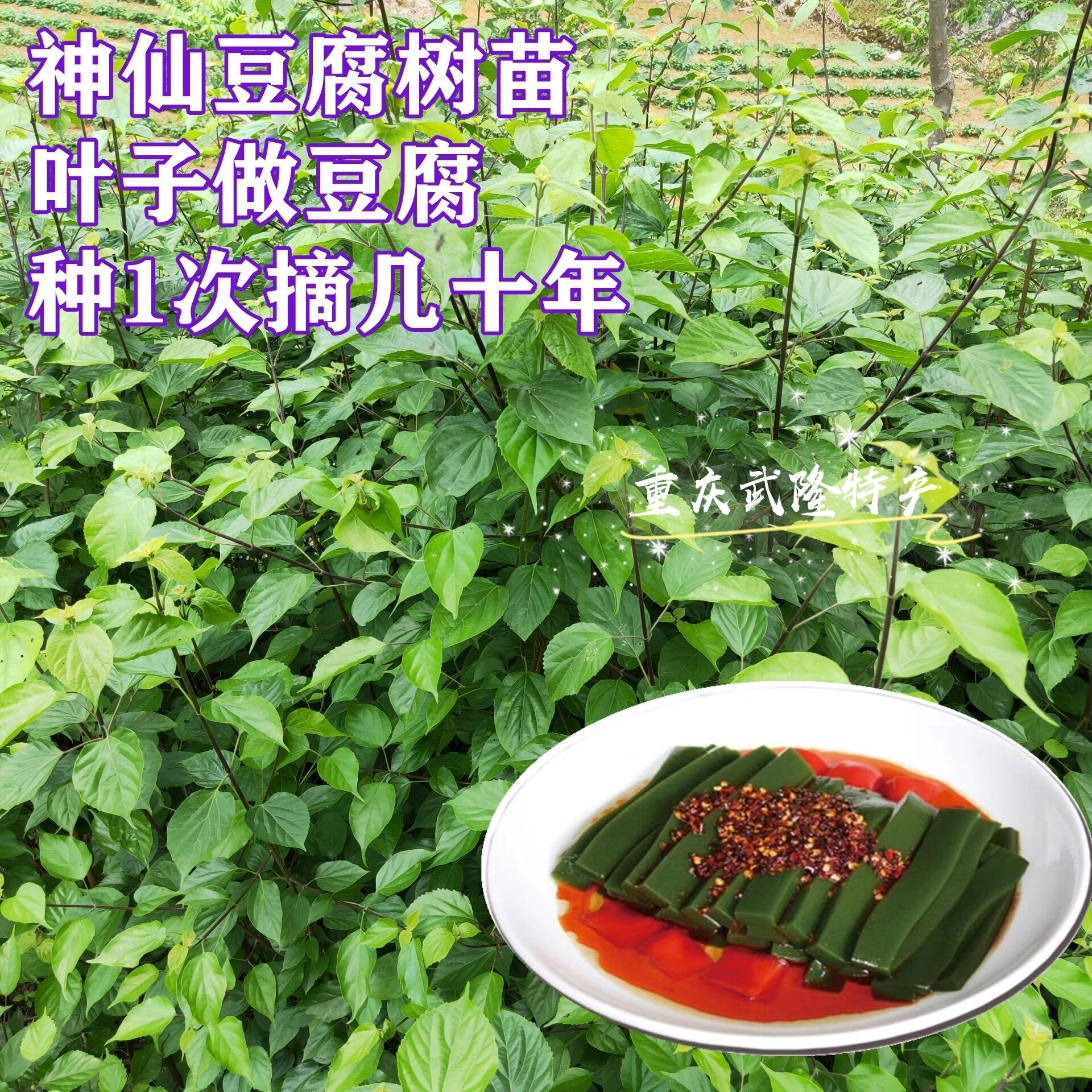 4棵蔬菜苗神仙豆腐翡翠树叶