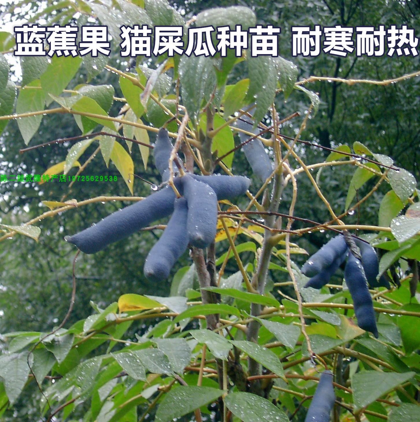 蓝蕉果 野生水果树 猫屎瓜种苗四季猫儿屎蓝八月瓜盆栽地栽果树苗