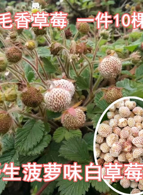 野生菠萝味黄毛盆地栽浆果草莓苗