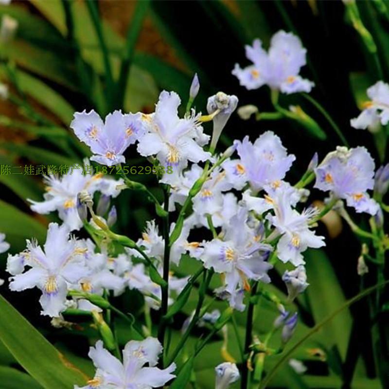 棵苗扁竹盆栽扁竹园林绿化造景