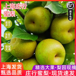 当季正宗上海奉贤庄行品种蜜梨整箱9斤梨子新鲜现摘翠冠梨青梨