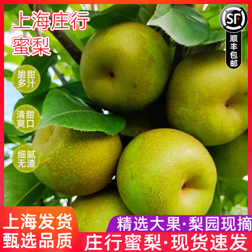 当季正宗上海奉贤庄行品种蜜梨整箱9斤梨子新鲜现摘翠冠梨青梨